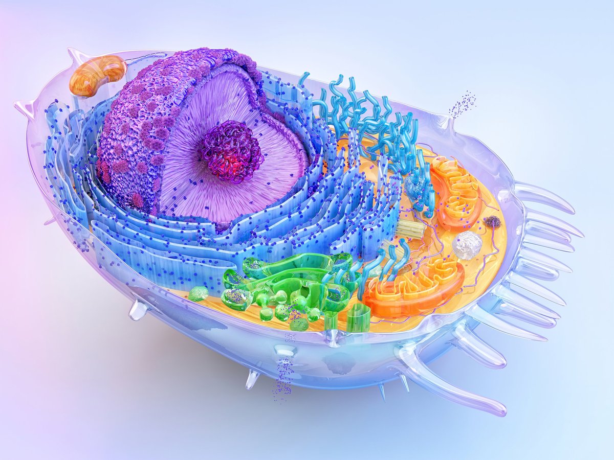 Human cell structure: nucleus, cytoplasm, golgi, organelles mitochondria, ribosomes, lysosomes, cell membrane. Genetic DNA replication, RNA, protein synthesis, biology medical science. 3D cell anatomy scientific illustration